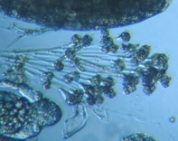 fig.13 �G�s�X�e�B���X��