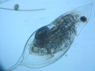 fig.03 �n���i�K�~�W���R