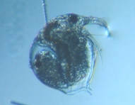 fig.05 �]�E�~�W���R