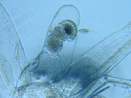 fig.07 �m���i���X�j��