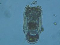 fig.10 �n�l�E�f�����V