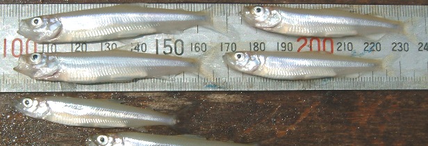 fig.01 �T�R�΂̃��J�T�M