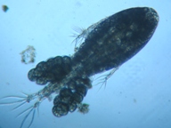 fig.01 �P���~�W���R�i���X�j