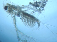 fig.03 �I�i�K�~�W���R