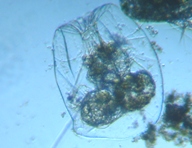 fig.05 �t�N�������V��