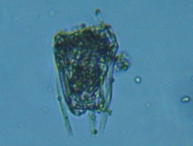 fig.06 �n�l�E�f�����V