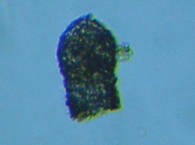 fig.07 �X�i�J�����V��