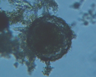 fig.08 �A���P�����