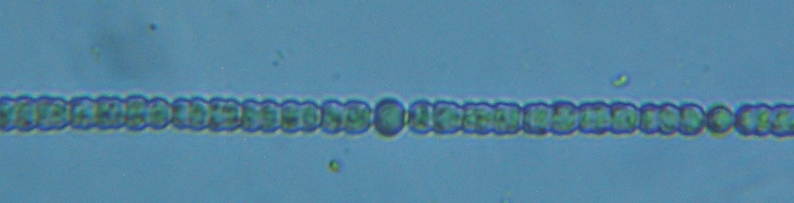 fig.01 �T�R�΂̃A�i�x�i