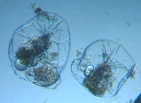 fig.05 �t�N�������V��