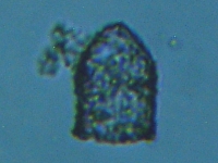 fig.07 �X�i�J�����V��