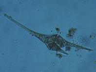 fig.08 �c�m�I�r���V��