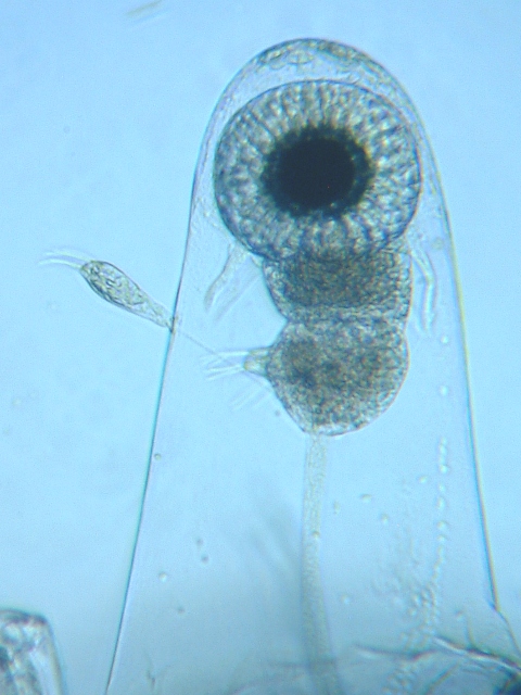 fig.01 ���v���̃m���E���̂Q�i���X�������j
Leptodora kindtii (female �� head)