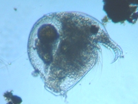 fig.01 �]�E�~�W���R