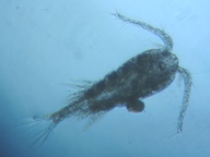 fig.02 �P���~�W���R