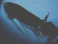 fig.03 �q�Q�i�K�P���~�W���R