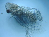 fig.04 �I�i�K�~�W���R