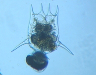 fig.05 �c�{�����V