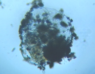 fig.06 �t�N�������V