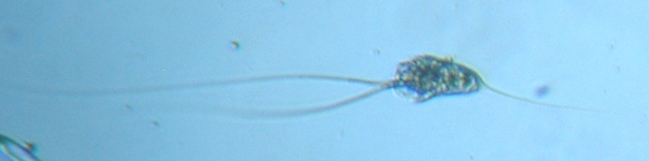 fig.07 �i�K�~�c�E�f�����V