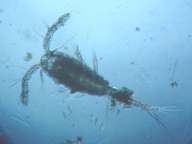 fig.01 �P���~�W���R�i�I�X�j