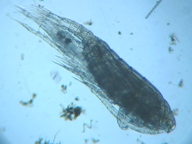 fig.02 �q�Q�i�K�P���~�W���R