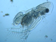 fig.03 �I�i�K�~�W���R