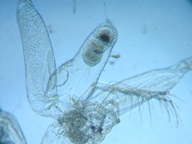 fig.04 �m���i���X�E�����j