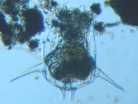 fig.05 �c�{�����V