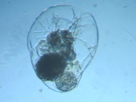 fig.06 �t�N�������V