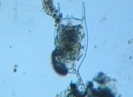 fig.07 �c�m�����V�i���j