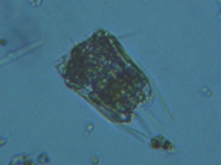 fig.08 �n�l�E�f�����V