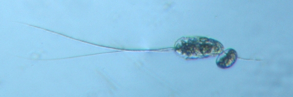 fig.11 �i�K�~�c�E�f�����V�i���j