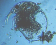 fig.01 �]�E�~�W���R�i���X�j