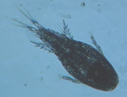 fig.02 �P���~�W���R���i���X�j