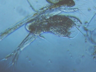 fig.03 �I�i�K�~�W���R