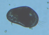 fig.04 �J�C�~�W���R��