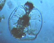 fig.05 �t�N�������V