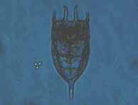 fig.06 �J���m�R�E�����V