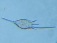 fig.08 �g�Q�i�K�����V