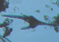 fig.09 �c�m�I�r���V��