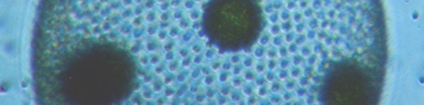 fig.10 �{���{�b�N�X��