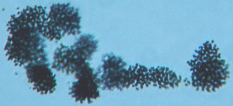 fig.01 �~�N���L�X�e�B�X