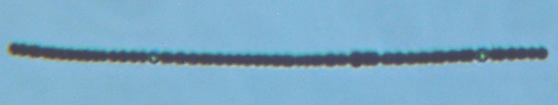 fig.02 �A�i�x�i