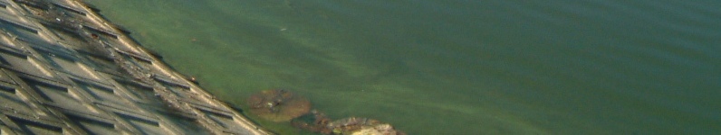 fig.04 �Y�փP�r����t��