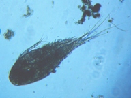 fig.01 ケンミジンコ