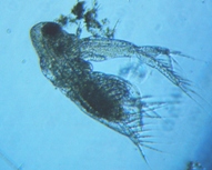 fig.02 オナガミジンコ