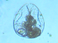 fig.04 フクロワムシ