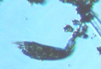 fig.06 ネズミワムシ