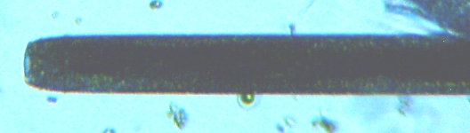 fig.07 オシラトリア(藍藻)